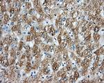 ARNT Antibody in Immunohistochemistry (Paraffin) (IHC (P))