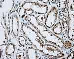 ARNT Antibody in Immunohistochemistry (Paraffin) (IHC (P))