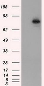 ARNT Antibody in Western Blot (WB)