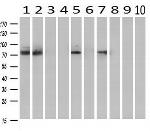 ARNT Antibody in Western Blot (WB)