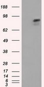 ARNT Antibody in Western Blot (WB)