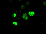 ARNTL Antibody in Immunocytochemistry (ICC/IF)