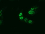 ARNTL Antibody in Immunocytochemistry (ICC/IF)