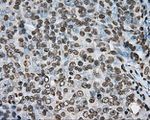 ARNTL Antibody in Immunohistochemistry (Paraffin) (IHC (P))