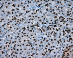 ARNTL Antibody in Immunohistochemistry (Paraffin) (IHC (P))