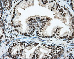 ARNTL Antibody in Immunohistochemistry (Paraffin) (IHC (P))