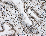 ARNTL Antibody in Immunohistochemistry (Paraffin) (IHC (P))