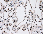 ARNTL Antibody in Immunohistochemistry (Paraffin) (IHC (P))