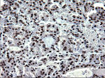 ARNTL Antibody in Immunohistochemistry (Paraffin) (IHC (P))