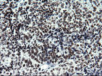 ARNTL Antibody in Immunohistochemistry (Paraffin) (IHC (P))