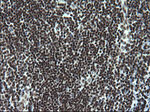 ARNTL Antibody in Immunohistochemistry (Paraffin) (IHC (P))