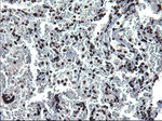 ARNTL Antibody in Immunohistochemistry (Paraffin) (IHC (P))