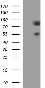 ARNTL Antibody in Western Blot (WB)