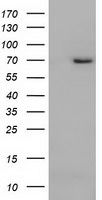 ARNTL Antibody in Western Blot (WB)