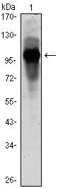 BMAL1 Antibody in Western Blot (WB)