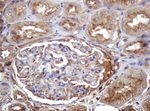 ARPC5 Antibody in Immunohistochemistry (Paraffin) (IHC (P))