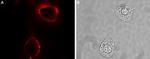 RAMP1 (extracellular) Antibody in Immunocytochemistry (ICC/IF)