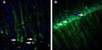 RAMP1 (extracellular) Antibody in Immunohistochemistry (Frozen) (IHC (F))