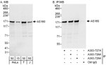 AS160 Antibody in Western Blot (WB)