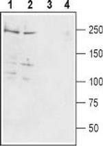 Pan NaV Antibody in Western Blot (WB)