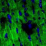 NaV1.5 (SCN5A) (493-511) Antibody in Immunohistochemistry (Paraffin) (IHC (P))