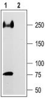 NaV1.5 (SCN5A) (493-511) Antibody in Western Blot (WB)