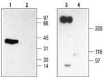 SCN2B (NaV beta 2) Antibody in Western Blot (WB)