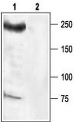 NaV1.6 (SCN8A) Antibody in Western Blot (WB)