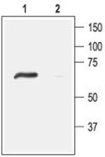 ASIC4 Antibody in Western Blot (WB)