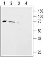 ASIC4 Antibody in Western Blot (WB)