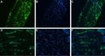 SCN11A (NaV1.9) Antibody in Immunohistochemistry (IHC)