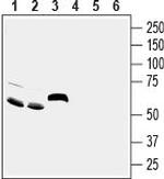 ASIC5 (extracellular) Antibody in Western Blot (WB)