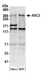 ASC2 Antibody in Western Blot (WB)