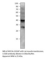 ASF1A Antibody in Western Blot (WB)