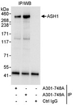 ASH1 Antibody in Immunoprecipitation (IP)