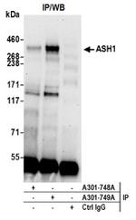 ASH1 Antibody in Western Blot (WB)