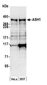 ASH1 Antibody in Western Blot (WB)