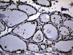 ASH2L Antibody in Immunohistochemistry (Paraffin) (IHC (P))