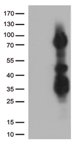 ASH2L Antibody in Western Blot (WB)