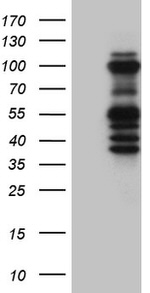 ASH2L Antibody in Western Blot (WB)