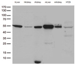 ASL Antibody in Western Blot (WB)