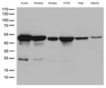 ASL Antibody in Western Blot (WB)