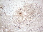 ASPA Antibody in Immunohistochemistry (Paraffin) (IHC (P))