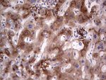 ASPA Antibody in Immunohistochemistry (Paraffin) (IHC (P))