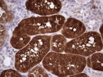 ASPA Antibody in Immunohistochemistry (Paraffin) (IHC (P))