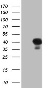 ASPA Antibody in Western Blot (WB)