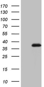 ASPA Antibody in Western Blot (WB)