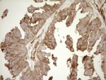 ASPDH Antibody in Immunohistochemistry (Paraffin) (IHC (P))