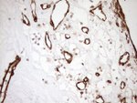 ASPDH Antibody in Immunohistochemistry (Paraffin) (IHC (P))