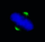 ASPM Antibody in Immunocytochemistry (ICC/IF)